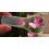 plastic-magnifier-with-2x-4x